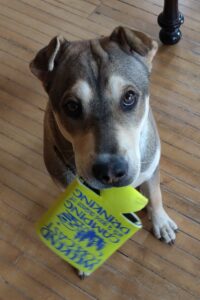 Koozie at the Tipsy Goat Market & Social House Lansdowne Ontario Canada